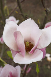 Obraz Magnolia